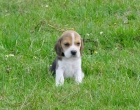 Cachorro
