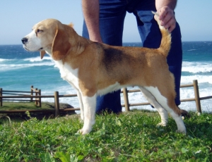 Cari