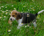 cachorro de beagle